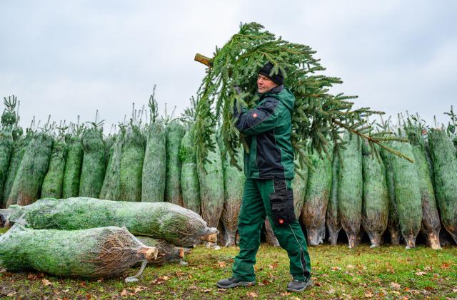 20 November 2025, Brandenburg, Gruental: Head of the Schubert nursery Matthaeus Schubert carries a blue spruce across the grounds to mark the opening of the Berlin-Brandenburg Christmas tree season. Photo: Patrick Pleul/dpa