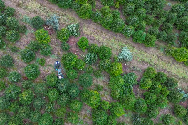 20 November 2025, Brandenburg, Gruental: An employee uses special equipment to fell trees at a Schubert nursery Christmas tree plantation to mark the opening of the Berlin-Brandenburg Christmas tree season. Photo: Patrick Pleul/dpa