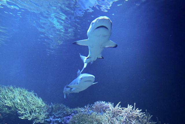 FILED - 05 February 2025, Baden-Württemberg, Karlsruhe: A new 1.20 meter long blacktip reef shark named Amadeus (front) from the Haus der Natur in Salzburg swims in his new home, the aquarium in the Natural History Museum. Photo: Bernd Weißbrod/dpa
