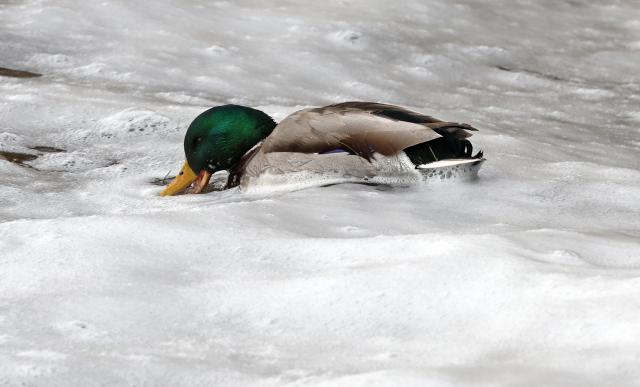 01 December 2025, Mecklenburg-Western Pomerania, Waren: Ducks search for food in the churning, foamy waters of the Mueritz as sunny spells alternate with clouds over the Mecklenburg Lake District. Photo: Bernd Wüstneck/dpa