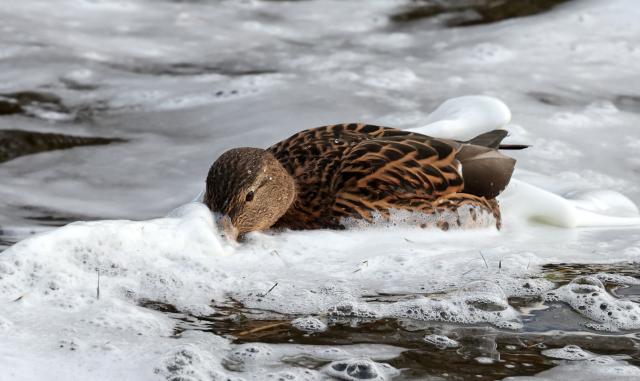 01 December 2025, Mecklenburg-Western Pomerania, Waren: Ducks search for food in the churning, foamy waters of the Mueritz as sunny spells alternate with clouds over the Mecklenburg Lake District. Photo: Bernd Wüstneck/dpa
