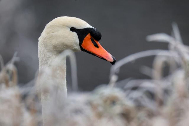 FILED - 23 November 2025, Baden-Württemberg, Riedlingen: A swan looks out from between frozen blades of grass on the Danube in the morning Photo: Thomas Warnack/dpa