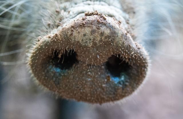 FILED - 30 May 2021, Lower Saxony, Neuhaus Im Solling: Small hairs grow on the snout of a wild boar at Neuhaus Wildlife Park. Photo: Lino Mirgeler/dpa