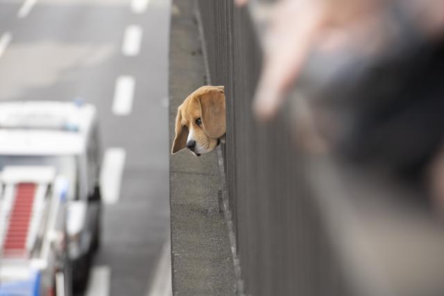FILED - 18 May 2023, Berlin: A dog looks through a bridge railing at the scene below him on the Autobahn 100.  A sleeping man was woken up by his dog in time to escape from his burning flat in northern Germany, police said on Saturday. Photo: Paul Zinken/dpa