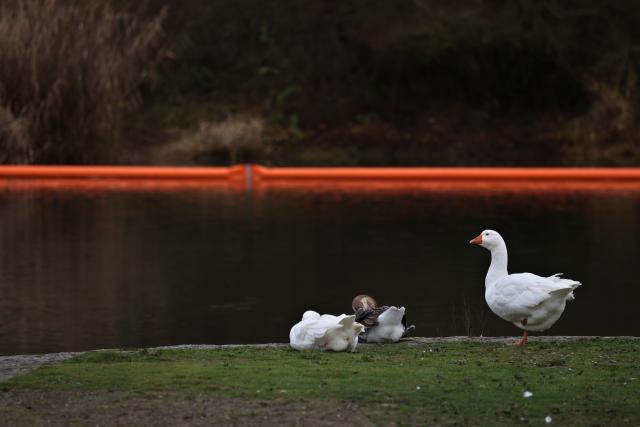 08 December 2025, Bavaria, Randersacker: An oil barrier lies behind geese on the Main. Diesel fuel leaked into the Main during the shipping accident on Saturday after a passenger ship full of several hundred people was wrecked on the Main in Lower Franconia. Photo: Karl-Josef Hildenbrand/dpa