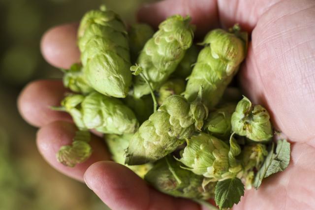 FILED - 02 October 2025, Saxony, Ostrau: A farmer holds a handful of hop cones. German hop farmers are expecting disruption in the industry due to overproduction and a further decline in Germany's alcohol consumption. Photo: Jan Woitas/dpa