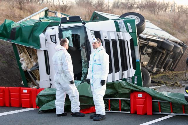 11 December 2025, Saxony-Anhalt, Thale: A truck carrying 5000 chickens has crashed on the A36 highway. The animals had to be caught by the veterinary office, it was reported. Photo: Matthias Bein/dpa - ATTENTION: License plate pixelated for legal reasons
