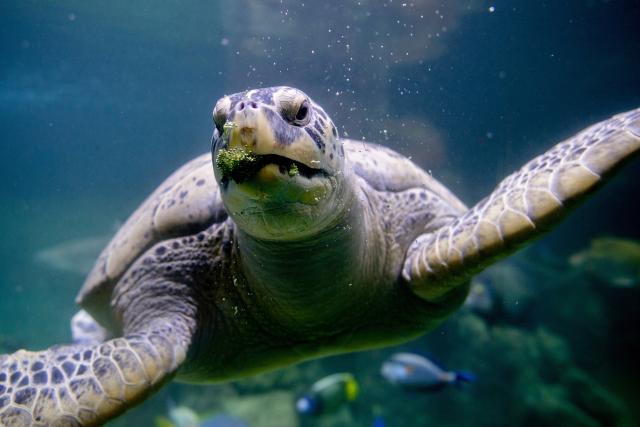 FILED - 18 September 2025, Lower Saxony, Wilhelmshaven: The green sea turtle "Ernie" swims through a water basin in the Wilhelmshaven aquarium and eats broccoli. Photo: Hauke-Christian Dittrich/dpa