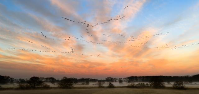 12 December 2025, Lower Saxony, Laatzen: Flocks of birds fly in front of the sunrise-colored morning sky in the Leinemasch in the Hanover region. Photo: Julian Stratenschulte/dpa