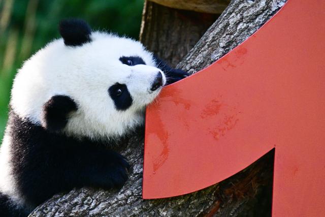 FILED - 22 August 2025, Berlin: One of the Berlin panda twins, Leni and Lotti, gnaws on a 1st birthday present during her birthday party at Berlin Zoological Garden. The Tokyo Metropolitan Government announced on Monday that it will return the country's last two giant pandas Photo: Sebastian Gollnow/dpa