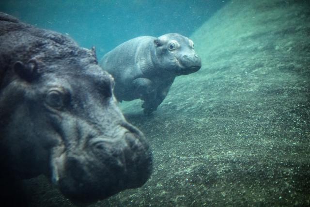 16 December 2025, Berlin: The young hippo bull Willi Wackeloehrchen swims alongside his mother Nala (14) during the ceremonial announcement of his name in the pool of the Hippo Bay in the Zoological Garden. Berlin Zoo had previously called for name suggestions for the young hippo. Photo: Bernd von Jutrczenka/dpa