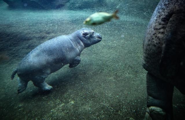 16 December 2025, Berlin: The young hippo bull Willi Wackeloehrchen swims alongside his mother Nala (14) during the ceremonial announcement of his name in the pool of the Hippo Bay in the Zoological Garden. Berlin Zoo had previously called for name suggestions for the young hippo. Photo: Bernd von Jutrczenka/dpa