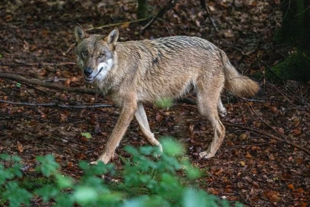 FILED - 10 September 2024, Bavaria, Lindberg: A young wolf explores the enclosure at the Falkenstein National Park Center. Photo: Armin Weigel/dpa