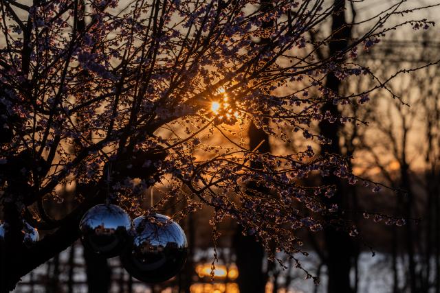 PRODUCTION - 24 December 2025, North Rhine-Westphalia, Haltern am See: The sun rises on Christmas Eve  behind a blooming cherry tree decorated with Christmas baubles. Photo: Rolf Vennenbernd/dpa