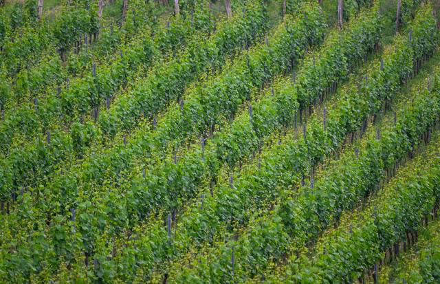FILED - 05 June 2024, Saxony, Radebeul: View of the vines of winegrower Karl Friedrich Aust. German wine growers are facing their worst crisis in decades, as sales costs continue to lag behind what it takes to produce the beverage, industry figures showed. Photo: Robert Michael/dpa