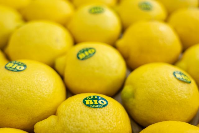 FILED - 11 February 2025, Bavaria, Nuremberg: Organic Sicilian lemons lie at the Biofach trade fair. Photo: Daniel Karmann/dpa