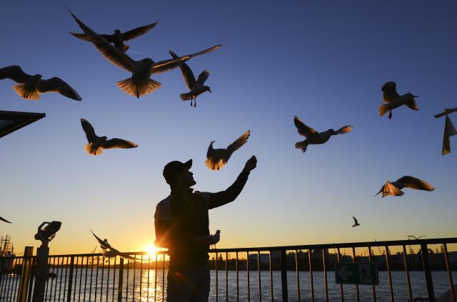 30 December 2025, Hamburg: A man lures seagulls with bread at sunrise on the jetties of Hamburg port. Photo: Christian Charisius/dpa