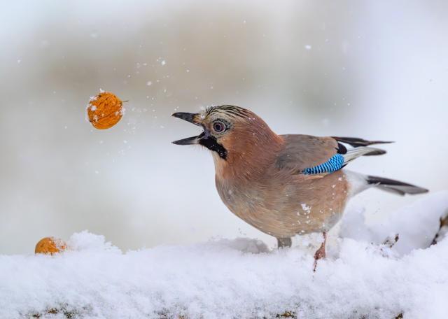 03 January 2026, Brandenburg, Sieversdorf: A jay (Garrulus glandarius) throws a walnut through the snowy air. Photo: Patrick Pleul/dpa