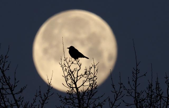 04 January 2026, Bavaria, Buchloe: A bird sits in front on a branch in a bare tree. Photo: Karl-Josef Hildenbrand/dpa