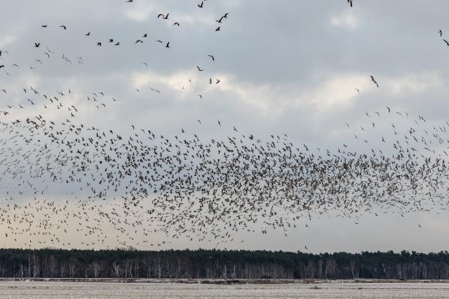 04 January 2026, Brandenburg, Leuthen: Wild geese fly over a field in southern Brandenburg. Photo: Frank Hammerschmidt/dpa