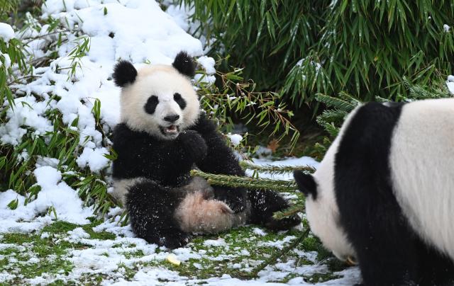 05 January 2026, Berlin: Panda bears play in front of a Christmas tree in the animal enclosure. As every year, the trees that have not decorated the living room at home are fed to the animals at Berlin Zoo in January. Photo: Elisa Schu/dpa