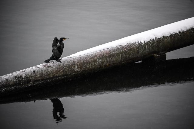 06 January 2026, Berlin: A cormorant dries its feathers on the banks of the Spree River. Photo: Britta Pedersen/dpa