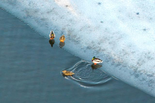 07 January 2026, Lower Saxony, Doerverden: Ducks on an icy body of water. Photo: Sina Schuldt/dpa