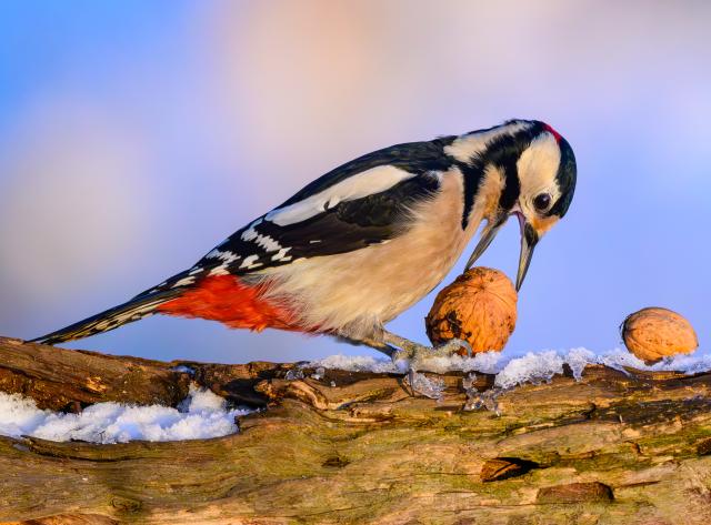 07 January 2026, Brandenburg, Sieversdorf: A male great spotted woodpecker (Dendrocopos major), identifiable by the red patch on its head, clutches a walnut in a forest. The Nature and Biodiversity Conservation Union (NABU) is once again calling on the public to take part in its winter bird count from January 9 to 11, 2026, Germany's largest citizen science campaign. Photo: Patrick Pleul/dpa