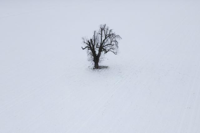 09 January 2026, Hesse, Nieder-Erlenbach: An aerial view taken with a drone shows a lone oak tree standing in the middle of a snow-covered field near Nieder-Erlenbach. Photo: Boris Roessler/dpa