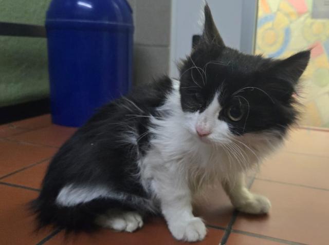 HANDOUT - 05 January 2026, Bavaria, Schwebheim: A kitten sits at the animal shelter in Schwebheim after being rescued from a sealed truck. According to customs and police, the animal had traveled thousands of kilometers in a truck from Turkey to Germany without food or water. Photo: -/Tierheim Schwebheim/dpa - ATTENTION: editorial use only in connection with the latest coverage and only if the credit mentioned above is referenced in full