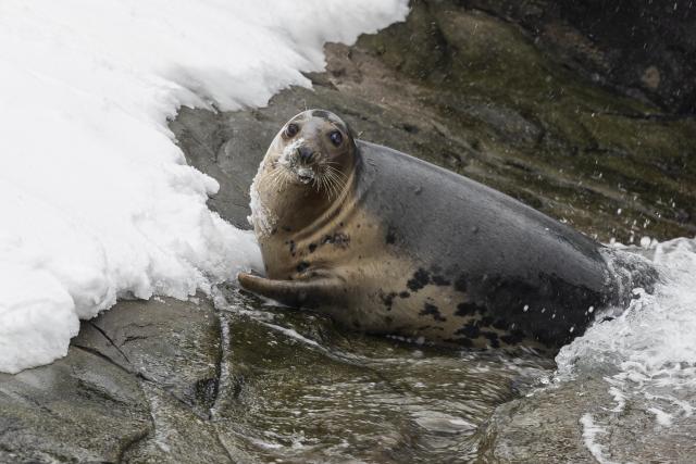 09 January 2026, Lower Saxony, Hanover: A seal is out and about in the snow in an enclosure at Hanover Adventure Zoo. Photo: Michael Matthey/dpa