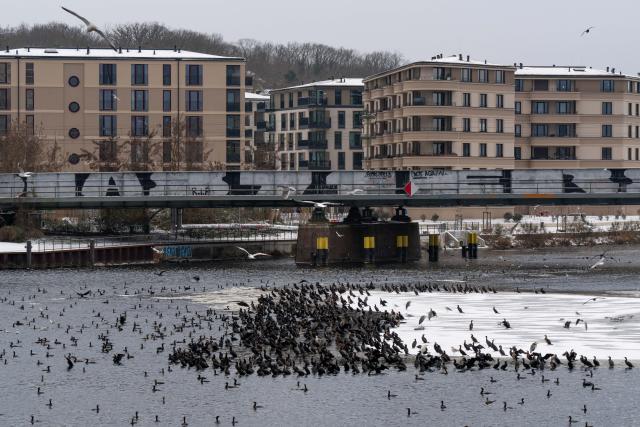 09 January 2026, Brandenburg, Potsdam: Cormorants, gray herons and gulls gather on an ice floe on the Havel River during storm Elli in Potsdam. Photo: Georg Moritz/dpa