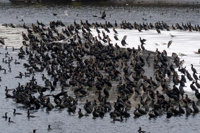 09 January 2026, Brandenburg, Potsdam: Cormorants, gray herons and gulls gather on an ice floe on the Havel River during storm Elli in Potsdam. Photo: Georg Moritz/dpa