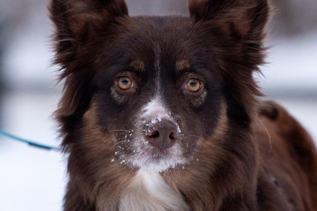 10 January 2026, Berlin: An Australian shepherd dog sits with snow on its nose in the zoo. Photo: Christophe Gateau/dpa