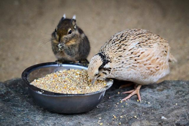 10 January 2026, Rhineland-Palatinate, Gackenbach: Winter has also arrived at the Westerwald Wildlife Park near Gackenbach: a Swinhoe's chipmunk and a quail share a bowl of food in the enclosure. Photo: Sascha Ditscher/dpa