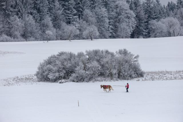 11 January 2026, Baden-Württemberg, Muensingen: A man on skis is pulled by a horse through the winter landscape near Muensingen in the Swabian Alb. Photo: Thomas Warnack/dpa