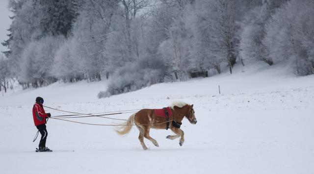 11 January 2026, Baden-Württemberg, Muensingen: A man on skis is pulled by a horse through the winter landscape near Muensingen in the Swabian Alb. Photo: Thomas Warnack/dpa