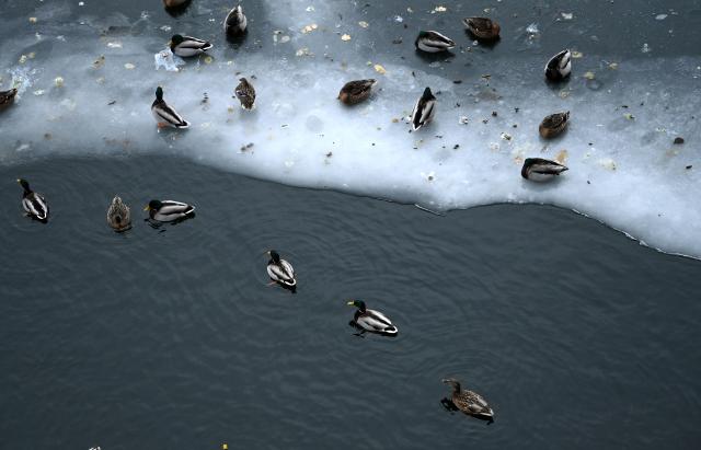 12 January 2026, Berlin: Ducks sit on the frozen surface of the River Spree in Berlin. In the night to Monday, freezing rain and even a risk of thunderstorms are possible across the region. Photo: Elisa Schu/dpa