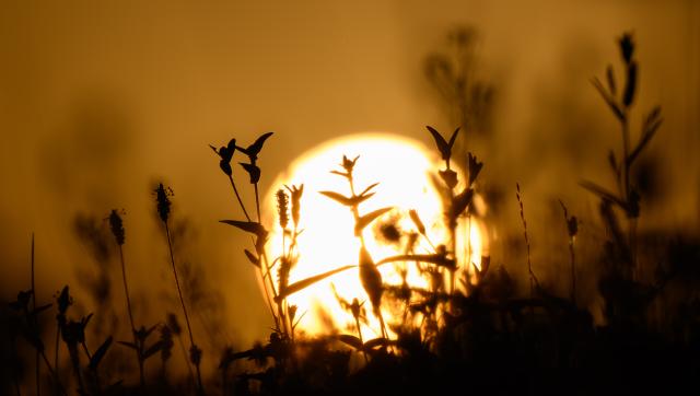 FILED - 13 August 2025, Lower Saxony, Laatzen: The silhouettes of plants stand out against the rising sun. Last year was globally the third warmest year on record, scientists confirmed as human activity drives the "unmistakable trend" towards a hotter climate. Photo: Julian Stratenschulte/dpa