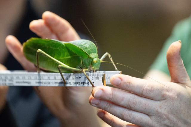 14 January 2026, Saxony, Dresden: A giant leaf cricket sits on a folding rule during the annual inventory at Dresden Zoo. As is the case every year, a lot of figures are collected at the zoo after the turn of the year when the entire animal population is precisely recorded and documented. Photo: Sebastian Kahnert/dpa