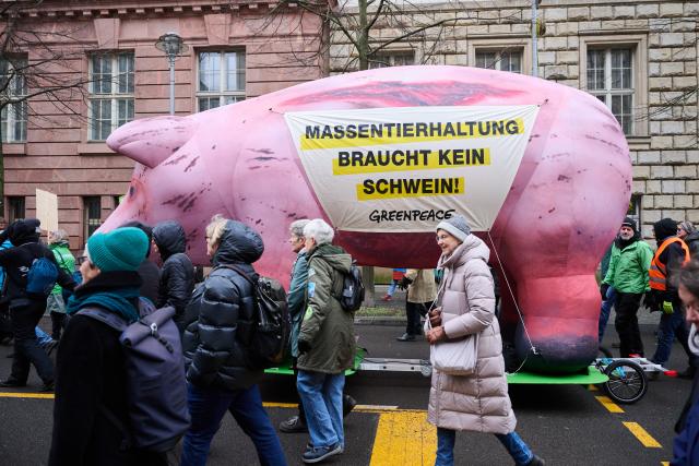 17 January 2026, Berlin: An inflatable representation of a pig with the words "Factory farming doesn't need pigs!" is seen at a demonstration under the motto "We're fed up" during the International Green Week. Photo: Annette Riedl/dpa