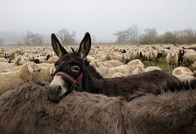 18 January 2026, Baden-Württemberg, Riedlingen: A donkey stands in the middle of a flock of sheep in the fog. Photo: Thomas Warnack/dpa