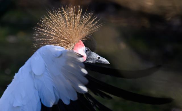 21 January 2026, Saxony, Dresden: A crowned crane hen stands in the enclosure at Dresden Zoo. The crowned crane is the zoo animal of the year 2026. The animal, which is native to Africa, receives the award from the Zoological Society for Species and Population Conservation to draw attention to the increasing threat to its habitats. Photo: Robert Michael/dpa