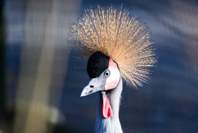 21 January 2026, Saxony, Dresden: A crowned crane hen stands in the enclosure at Dresden Zoo. The crowned crane is the zoo animal of the year 2026. The animal, which is native to Africa, receives the award from the Zoological Society for Species and Population Conservation to draw attention to the increasing threat to its habitats. Photo: Robert Michael/dpa