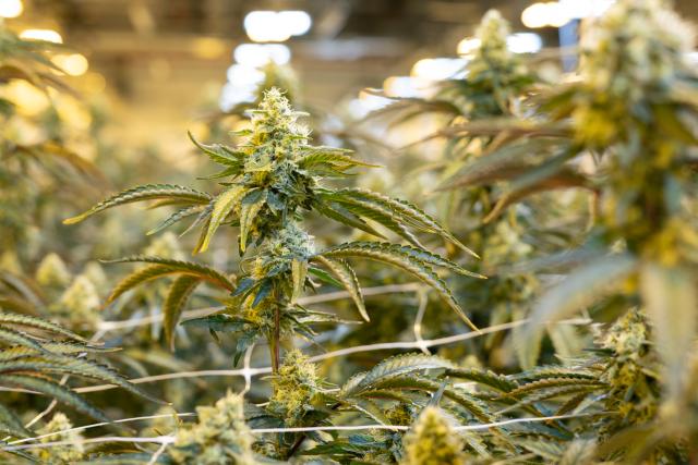 21 January 2026, Saxony, Ebersbach: Cannabis plants grow in a flowering room at the pharmaceutical company Demecan. The company is one of three that have been granted permission by the Federal Institute for Drugs and Medical Devices to cultivate cannabis in Germany. Photo: Sebastian Kahnert/dpa