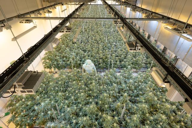 21 January 2026, Saxony, Ebersbach: Cannabis plants grow in a flowering room at the pharmaceutical company Demecan. The company is one of three that have been granted permission by the Federal Institute for Drugs and Medical Devices to cultivate cannabis in Germany. Photo: Sebastian Kahnert/dpa