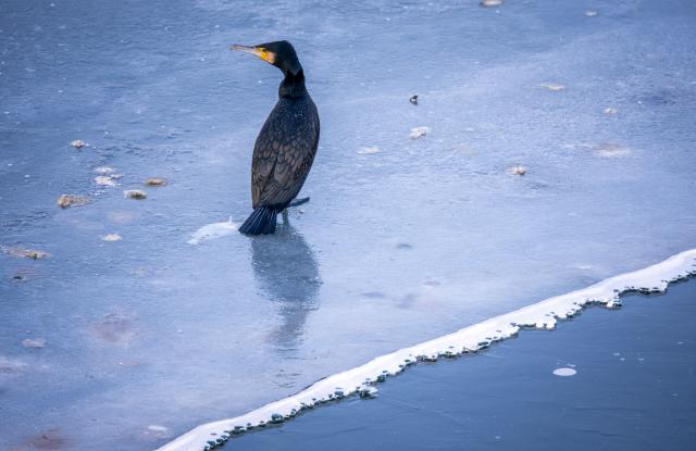 23 January 2026, Mecklenburg-Western Pomerania, Waren (Müritz): A cormorant stands on a sheet of ice at a still open waterhole on the Reeck Canal in the Mecklenburg Lake District. The frosty and partly sunny weather continues in northern Germany. Photo: Jens Büttner/dpa