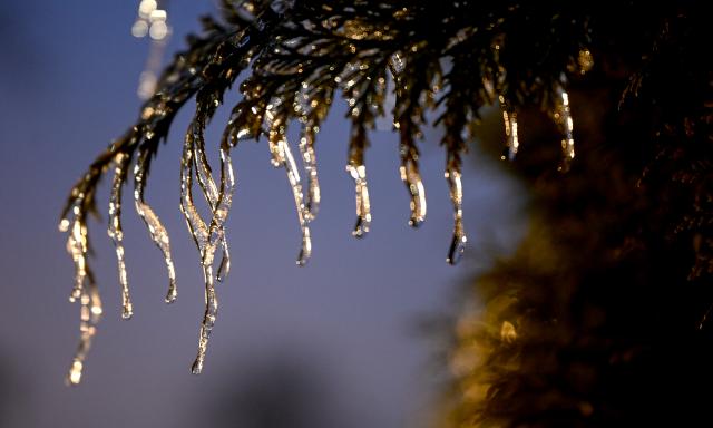 30 January 2026, Berlin: Icicles hang from a tree of life in frosty temperatures. Photo: Britta Pedersen/dpa