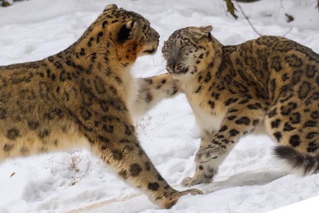 03 February 2026, Saxony-Anhalt, Magdeburg: Two snow leopards frolic together in their snow-covered outdoor enclosure at Magdeburg Zoo. Photo: Klaus-Dietmar Gabbert/dpa