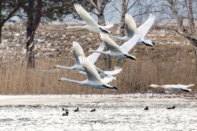 03 February 2026, Brandenburg, Casel: Whooper swans fly over Graebendorfer Lake. Photo: Frank Hammerschmidt/dpa